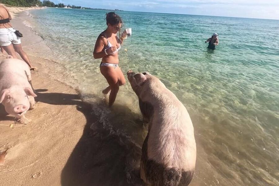 Nassau: Island Hopping Boat Trip with Lunch & Drinks - Montague Beach Conch Show and Tasting: How the Finale Lands
