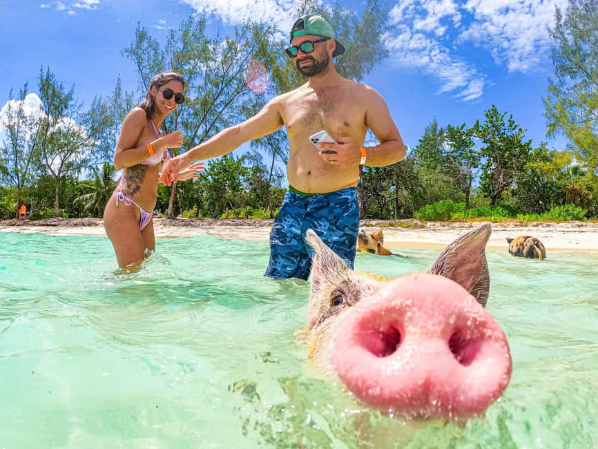 Nassau: Pigs Beach Trip by Boat with Swimming and Feeding - Pig Beach on Athol Island: feeding, swimming, and photos in the chaos