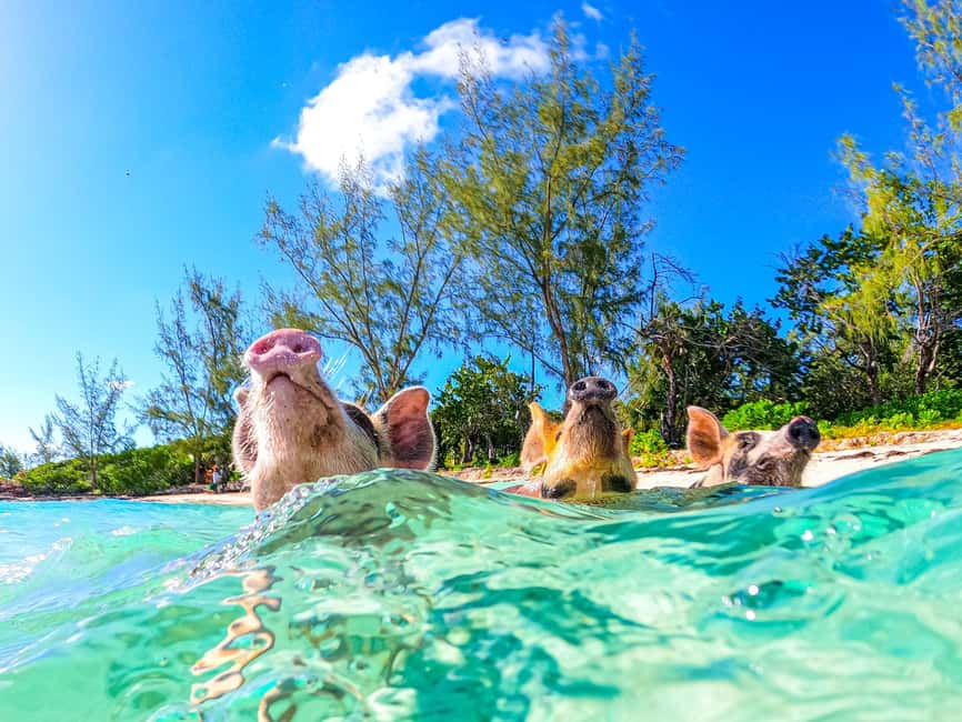 Nassau: Pigs Beach Trip by Boat with Swimming and Feeding - What’s included, what’s not: pack-smart for a 3-hour day