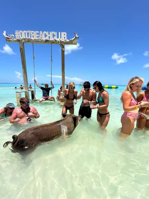 Nassau: Pigs, Snorkel, Turtles, Lunch, Private Beach Club - Meeting at Margaritaville, then getting your sea legs