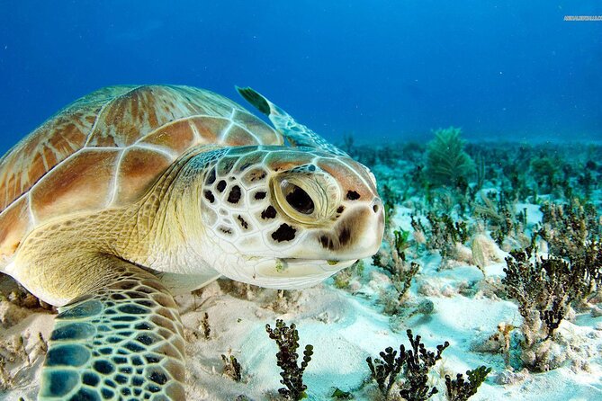 Nassau: Private Island & Snorkeling, Turtles, Drinks, & BBQ - Why this Nassau private island tour feels like a vacation, not just an excursion