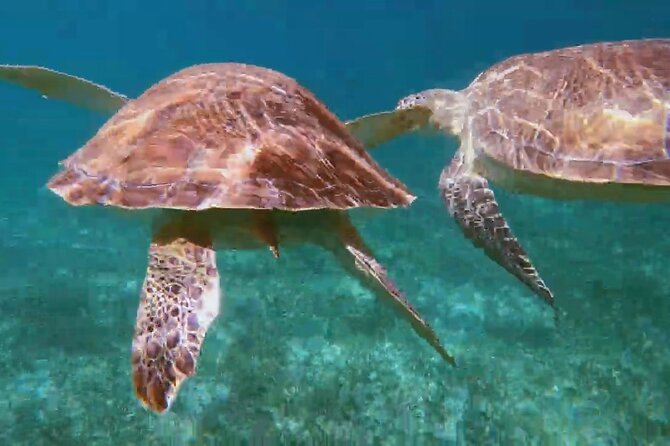 Nassau: Private Island & Snorkeling, Turtles, Drinks, & BBQ - Rose Island Retreat: hidden beach time, kayaks, games, and a BBQ lunch