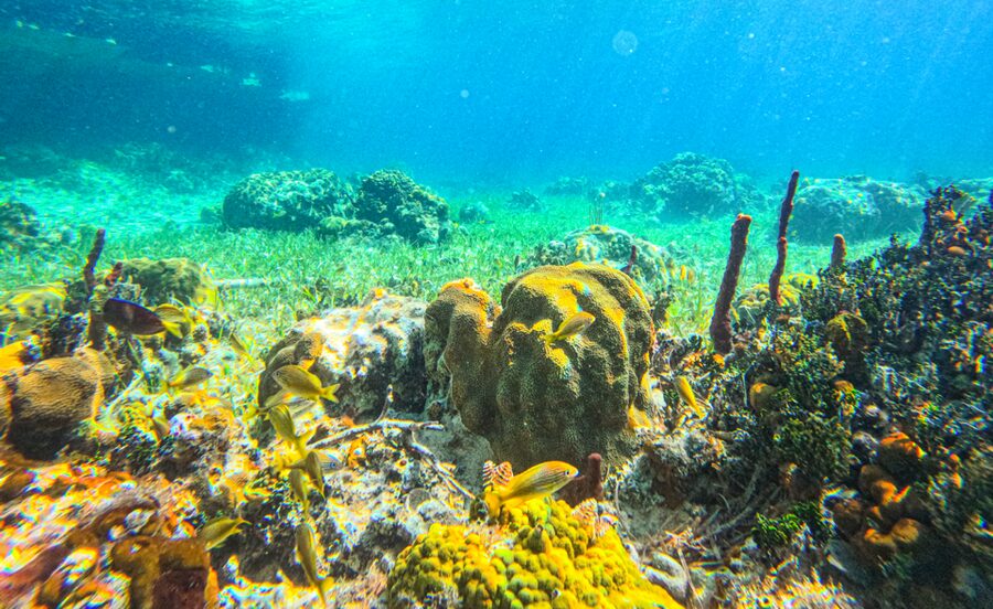 Nassau: Reef Glass Bottom & Snorkel Tour - Snorkeling in Shallow, Clear Water: What Your Time in the Water Really Means