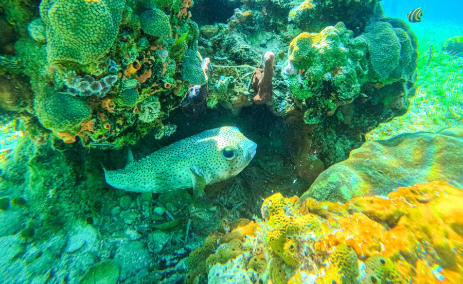 Nassau: Reef Glass Bottom & Snorkel Tour - Who This Tour Is Best For (and Who Should Skip It)