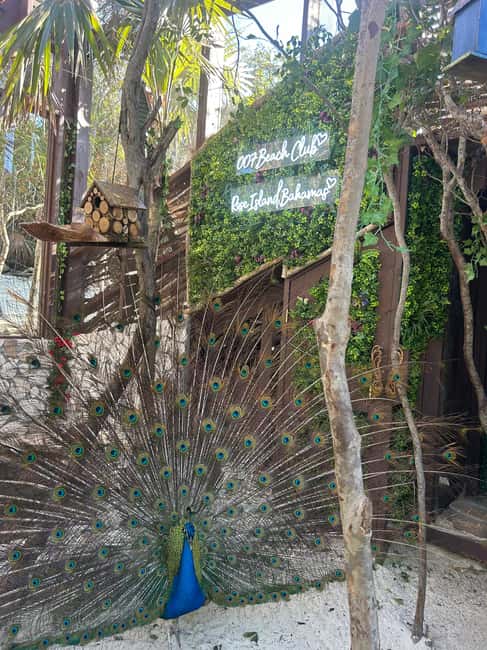 Nassau: Reef Snorkeling, Turtles, Lunch & Private Beach Club - Who this Nassau tour suits best