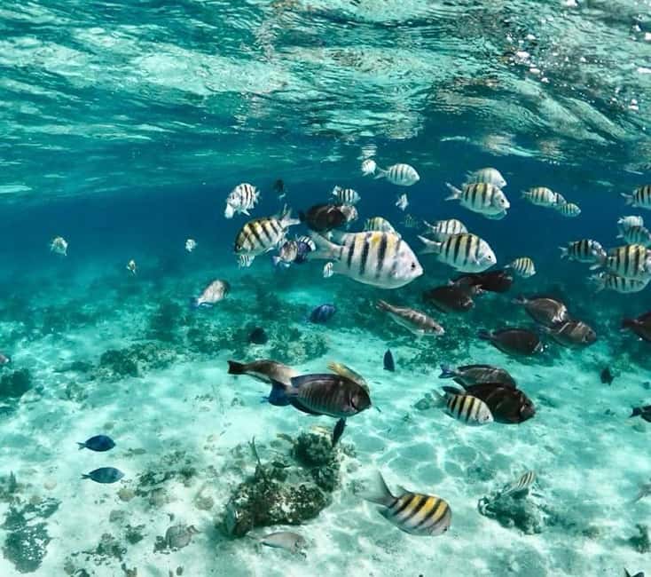Nassau: Reef Snorkeling, Turtles, Lunch & Private Beach Club - Timing and what your day will feel like on the clock