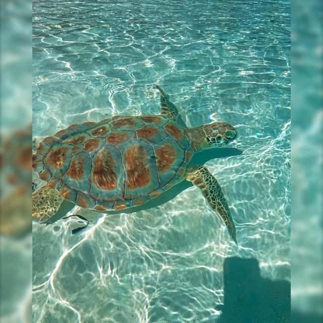 Nassau: Rose 3-Island Tour with Snorkeling and Lunch - Athol Island swim and pigs: the fun gets hands-on