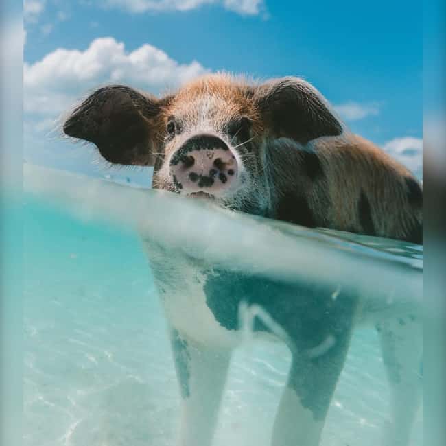 Nassau: Rose 3-Island Tour with Snorkeling and Lunch - Green Cay sea turtle snorkeling: calm water, big payoff