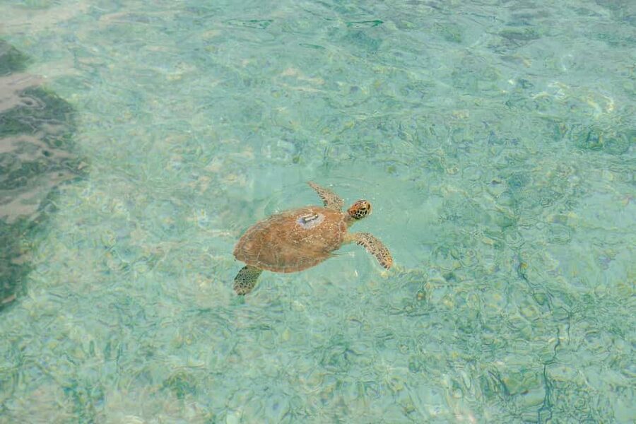 Nassau: Rose Island's Sand Dollar Beach Resort - Food and drinks: what’s included, what you pay for, and what to expect