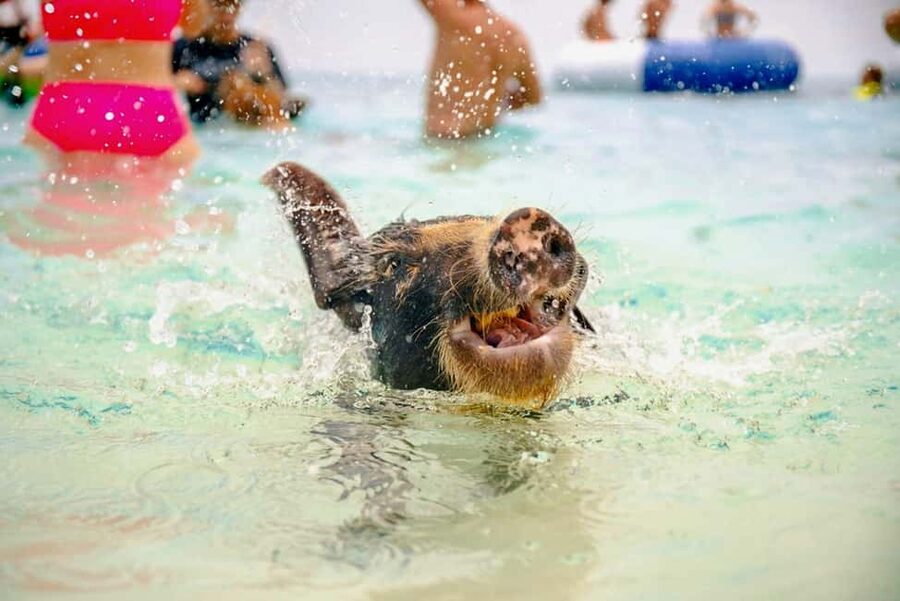 Nassau: Rose Island Swimming Pigs and Beach Day Group Tour - Quick hits I think you will care about