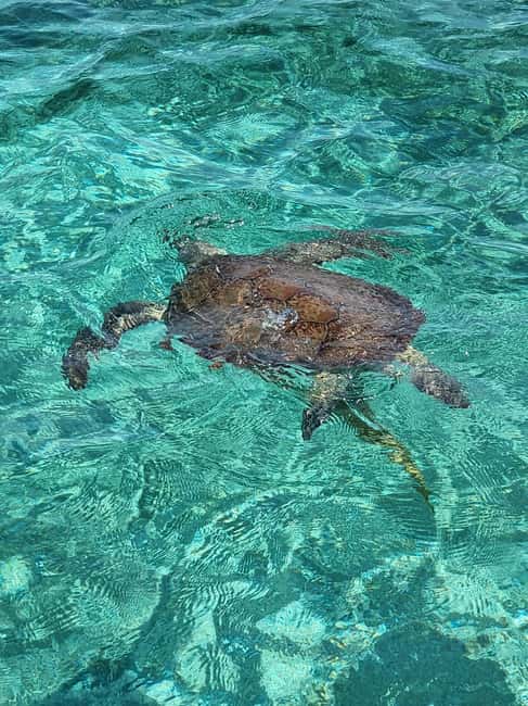 Nassau: Rose Island Swimming Pigs & Turtles Snorkeling Tour - Key things that make this tour worth your attention