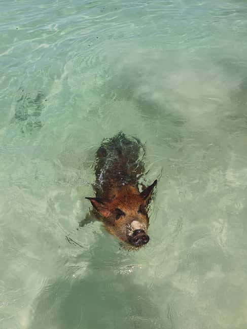 Nassau: Rose Island Swimming Pigs & Turtles Snorkeling Tour - Green Cay Turtle Sanctuary: How You Actually Have a Turtle Moment