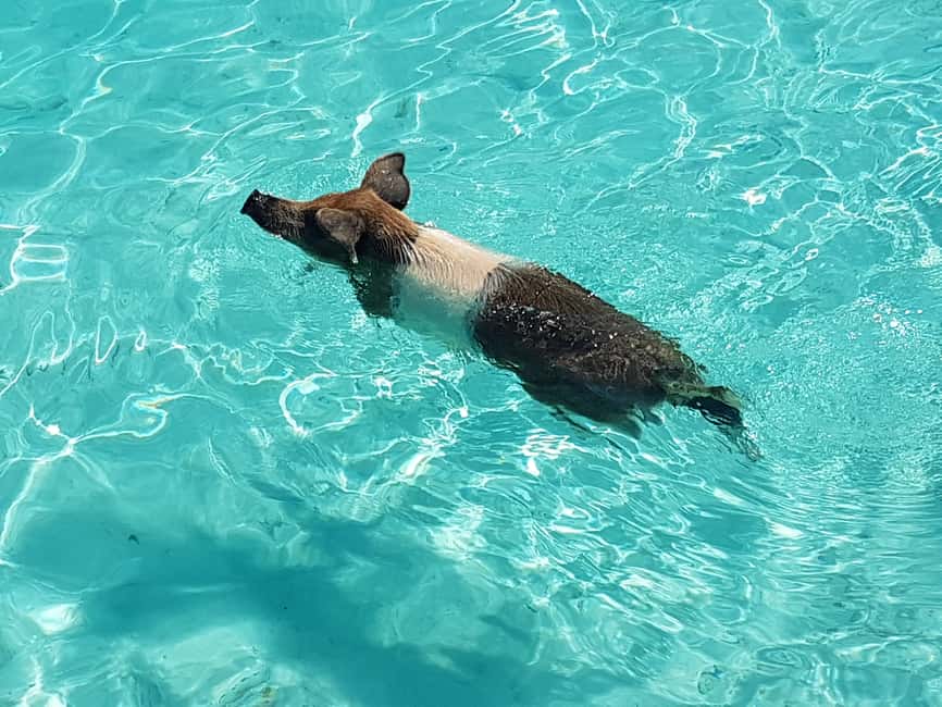 Nassau: Rose Island Swimming Pigs & Turtles Snorkeling Tour - The Boat and Crew Setup: 35 Donzi Comfort on the Water