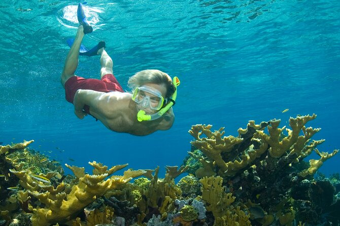Nassau Shore Excursion: Bahamas Snorkel Adventure - Key Things You Should Know Before You Go