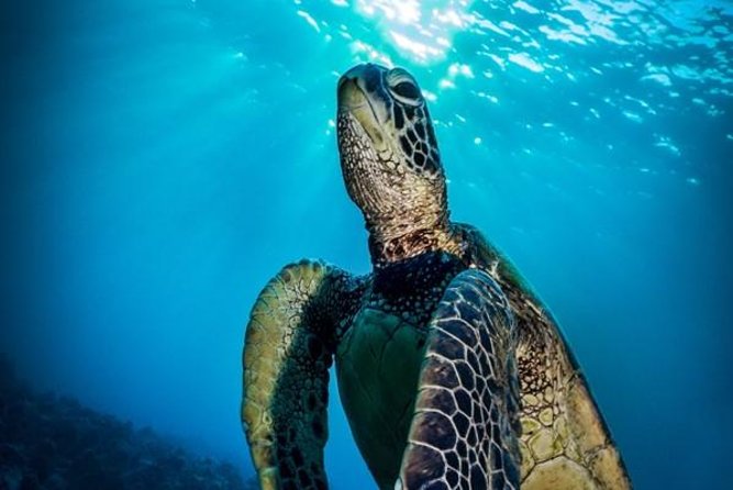 Nassau Shore Excursion: Bahamas Snorkel Adventure - Nassau Snorkeling With Sharks: Why This Is Worth Your Cruise Day