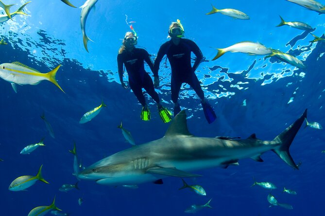 Nassau Shore Excursion: Bahamas Snorkel Adventure - The Shark Swim Option: What It Feels Like and How to Do It Right