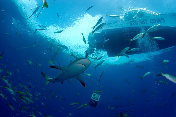Nassau Shore Excursion: Bahamas Snorkel Adventure - Who This Tour Suits Best, and Who Might Want Another Option