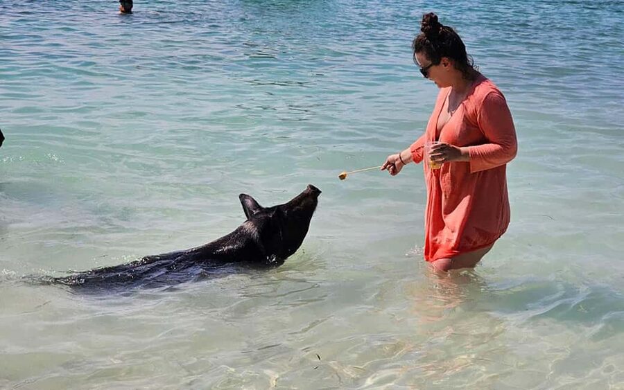 Nassau: Snorkeling, Pig Beach, Swim with Turtles, and Lunch - Athol Island snorkeling: reefs, fish, and the turtle chance