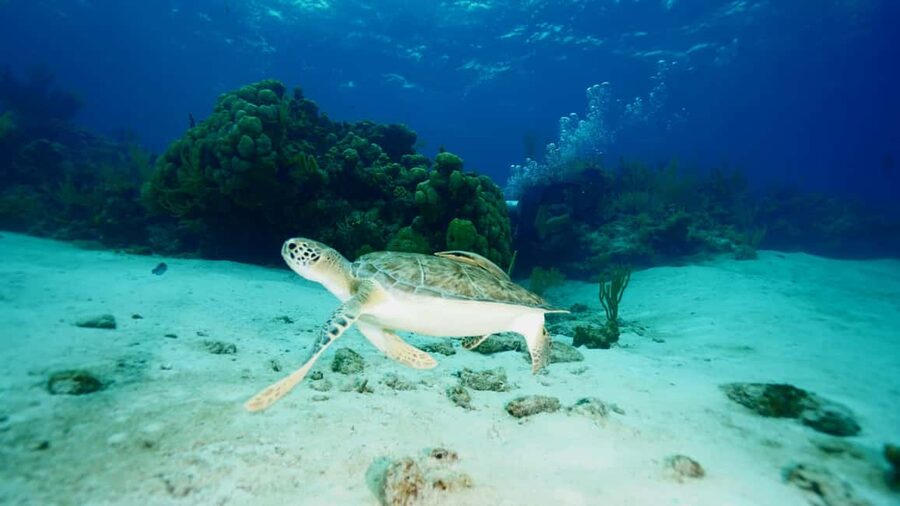 Nassau: Snorkeling, Pig Beach, Swim with Turtles, and Lunch - Lunch on the catamaran: what’s included and how to time your appetite