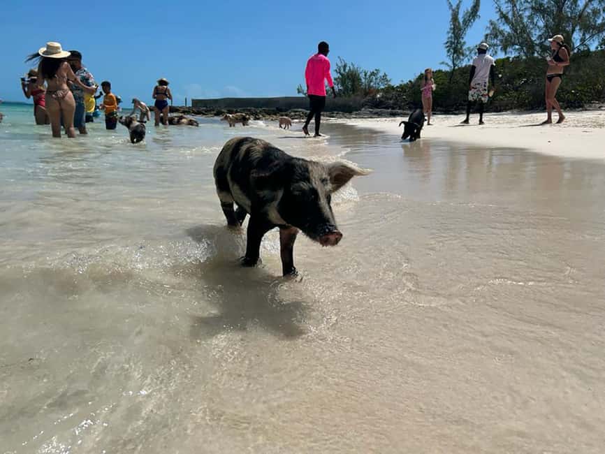 Nassau: Snorkeling, Pig Beach, Swim with Turtles, and Lunch - The catamaran ride: why the boat matters on a 5.5-hour schedule