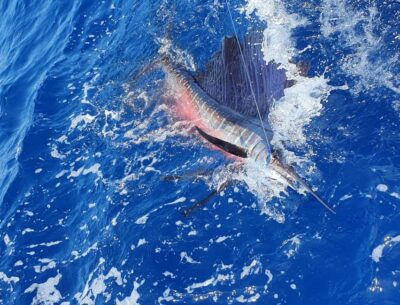 Sport-fishing private charter .