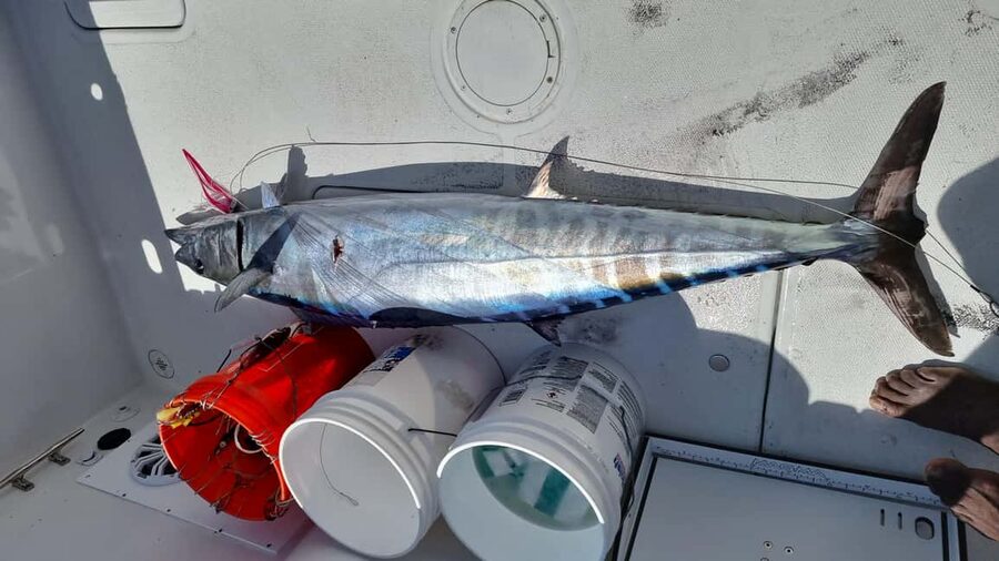 Nassau: Sport-fishing private charter . - Price and value, what $1,000 per group really means