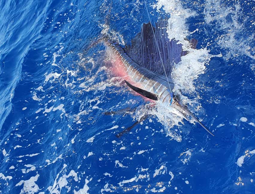 Nassau: Sport-fishing private charter . - Meet at Paradise Island Ferry Terminal, then get out on the water fast