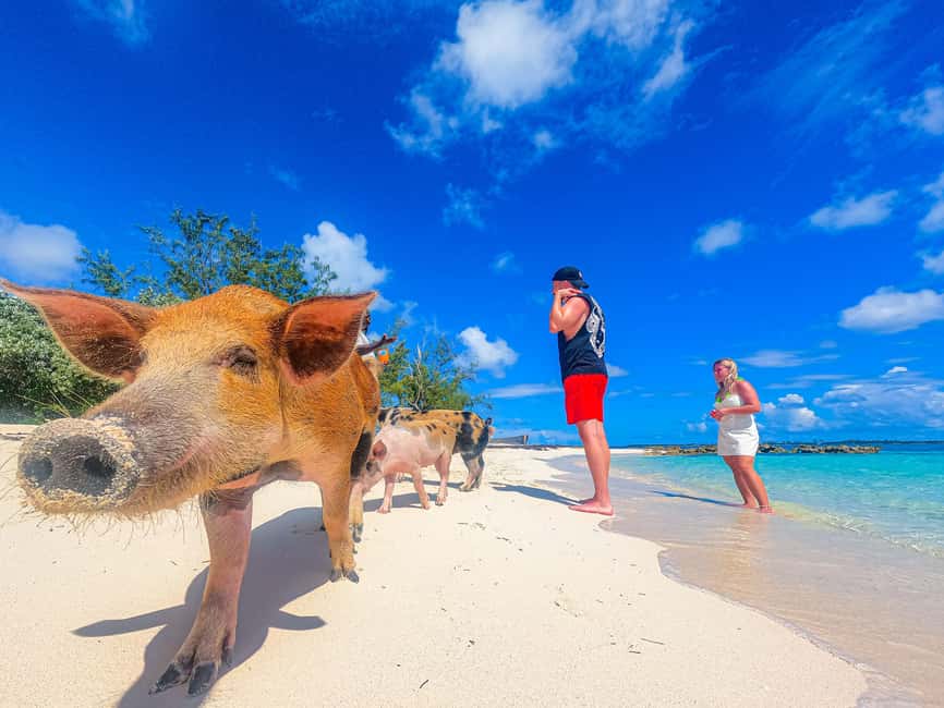Nassau: Sun Cay and Swimming Pigs Boat Trip with Lunch - Getting from Nassau to Sun Cay: the quick boat ride that sets the mood
