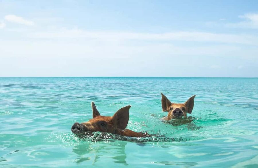 Nassau: Swimming Pigs and Private Beach Club Trip with Lunch - Key things to know before you go