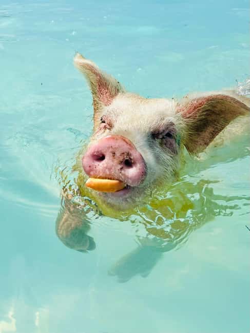 Nassau: Swimming Pigs and Private Beach Club Trip with Lunch - Getting to Rose Island from Nassau: pickup, boat ride, and timing