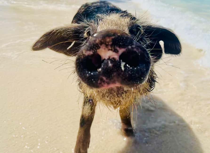 Nassau: Swimming Pigs and Private Beach Club Trip with Lunch - The private beach club moment: where the day slows down