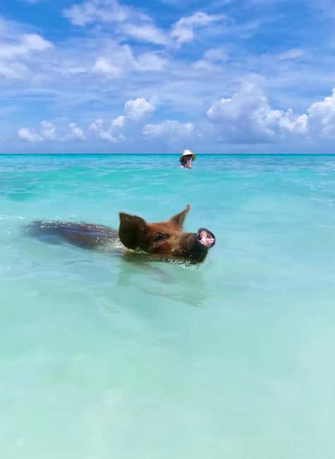 Nassau: Swimming Pigs and Private Beach Club Trip with Lunch - Lunch on Rose Island: Bahamian food with a real beach setting