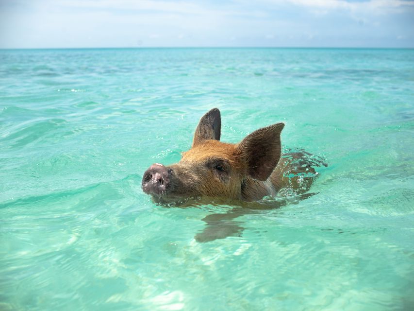 Nassau: Swimming Pigs and Private Beach Club Trip with Lunch - Who this tour is best for, and who should skip it