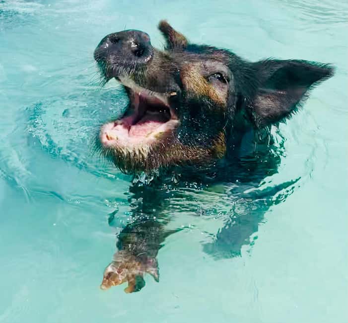 Nassau: Swimming Pigs and Private Beach Club Trip with Lunch - Tips for the smoothest day on Rose Island