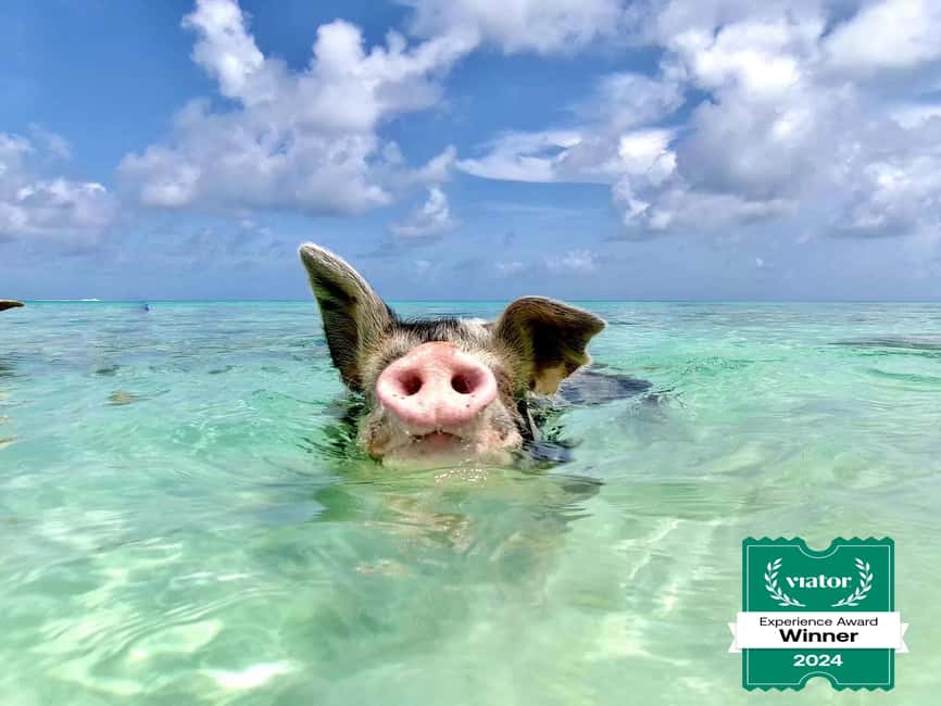 Nassau: Swimming Pigs and Private Beach Club Trip with Lunch - Price and value: what $139 buys you in real life