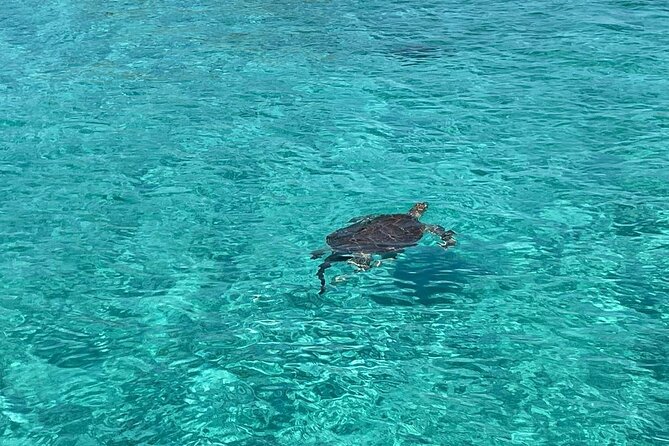 Nassau: Swimming Pigs And Snorkel With Turtles - Key things to know before you go