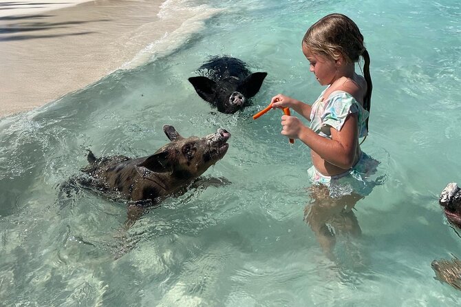 Nassau: Swimming Pigs And Snorkel With Turtles - A quick reality check on this 3-hour Nassau outing