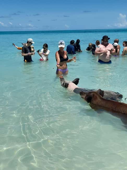 Nassau: Swimming Pigs Private Boat Tour - Up to 7 Persons - What’s Included, What Costs Extra, and What You Should Bring