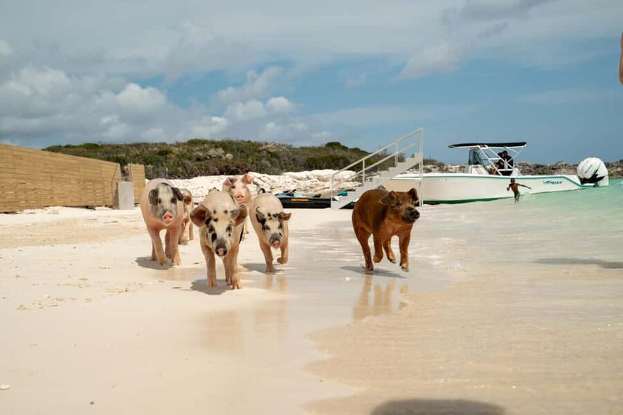 Nassau: Swimming Pigs, Snorkeling, Lunch, & Beach Boat Tour - Snorkeling on the Reef After Lunch: Expect Real Fish, Not a Long Lesson