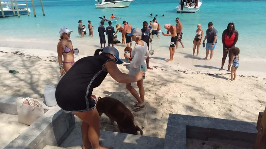 Nassau: Swimming with Pigs, Snorkeling, and Sightseeing Tour - Pig Island and the optional pig swim you pay for on site