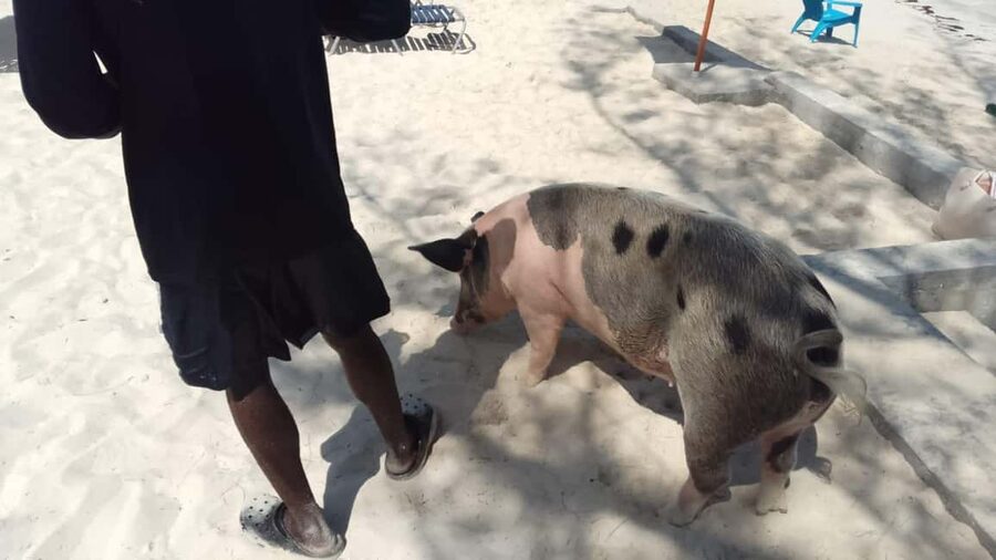 Nassau: Swimming with Pigs, Snorkeling, and Sightseeing Tour - Snorkeling at Pearl Island and Rainbow reefs: what it’s really like