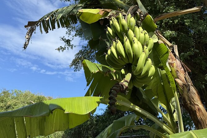 NEW! Authentic Bahamian Cooking and Cocktails with Transfers - Drinks and dinner: you eat what you made, with local beer or wine