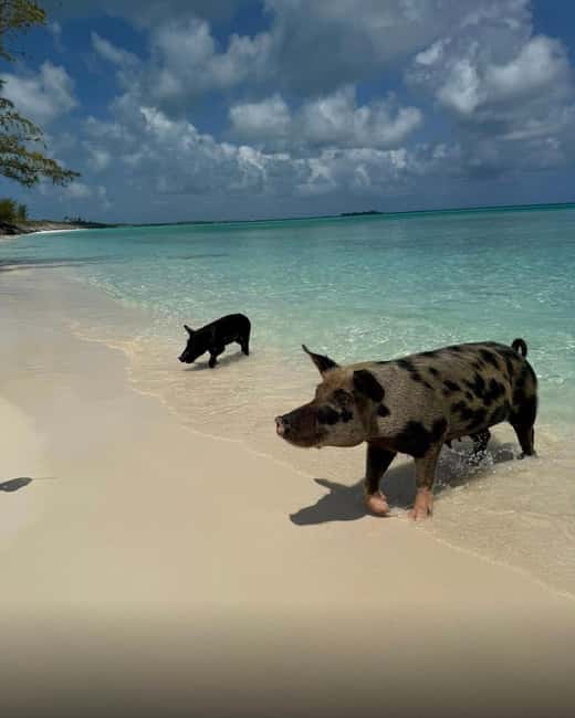 Paradise Found In Hog Haven: Ultimate Beach Escape - Beach bar and food reality: what’s included, what is not