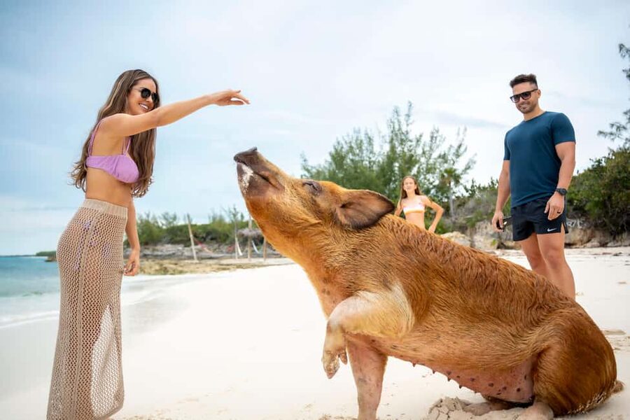 Paradise Island: Rose Island Tour with Swimming Pigs & Lunch - Snorkeling on Rose Island: Family-Friendly, Gear Included, Safety Front and Center