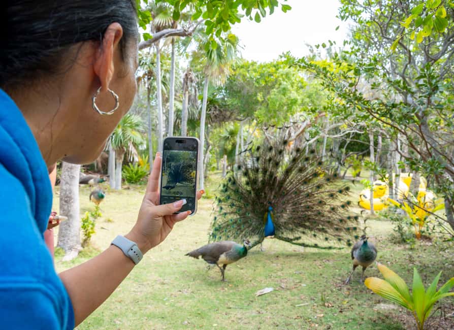 Paradise Island: Rose Island Tour with Swimming Pigs & Lunch - Should You Book Paradise Island Rose Island Tour with Swimming Pigs and Lunch?
