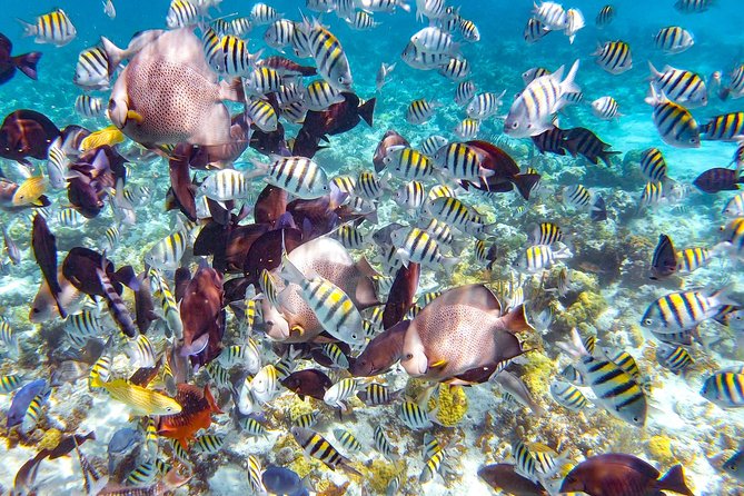 Pearl Island Bahamas Snorkeling Experience and Lunch - Key Pearl Island highlights to know