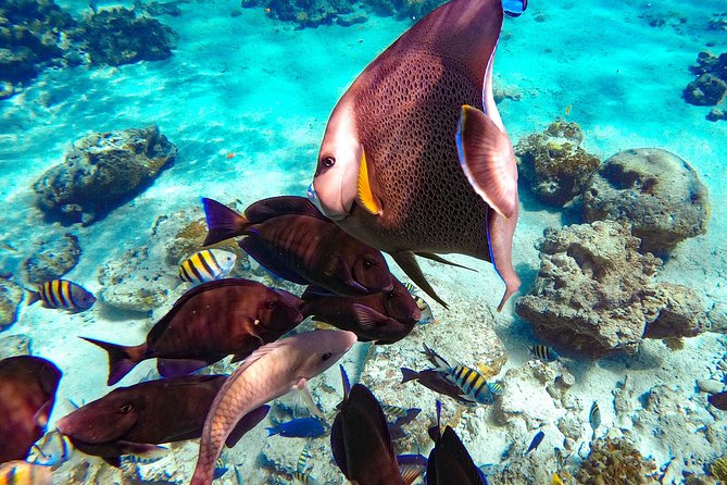Pearl Island Bahamas Snorkeling Experience and Lunch - Getting there from Nassau: Paradise Island Ferry Terminal is your anchor point