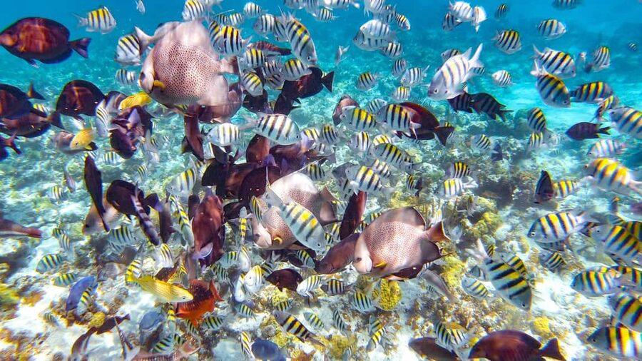 Pearl Island Beach: Full-day Snorkelling with Lunch - The guided snorkeling tour, coral reefs and practical pacing