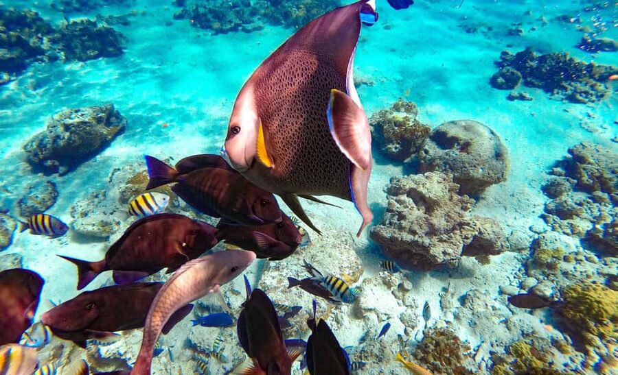 Pearl Island Beach: Full-day Snorkelling with Lunch - What’s included vs. what costs extra