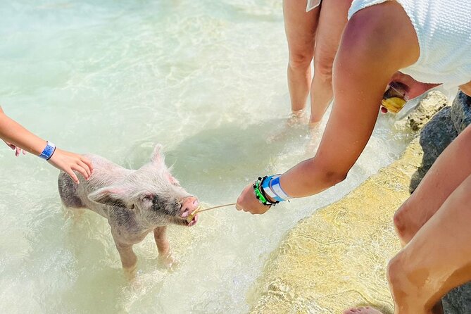 Perfect Day Swimming Pigs, Turtles, Reef Snorkel & Lunch - The Boat Ride Experience: Comfortable, Organized, and Usually Smooth